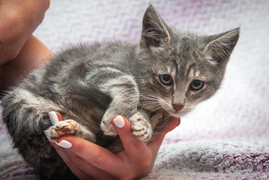 Котята в добрые руки москва. Котята в добрые руки Челябинск. Котята в Твери в добрые руки. Котята Смоленск в добрые руки. Котята в Магадане в добрые руки.