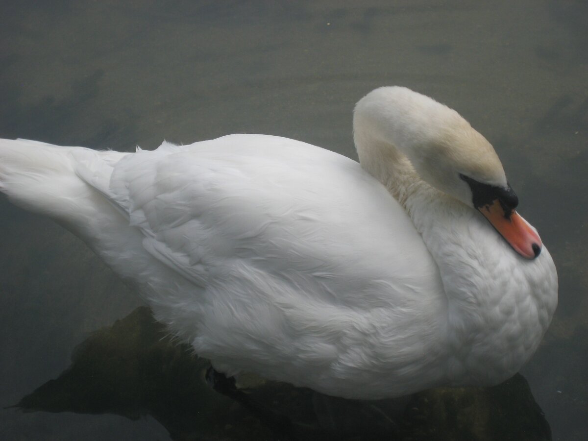 фото из моего альбома.