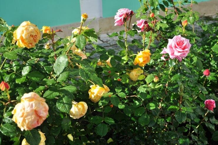 Розы в дизайне сада и дачного участка