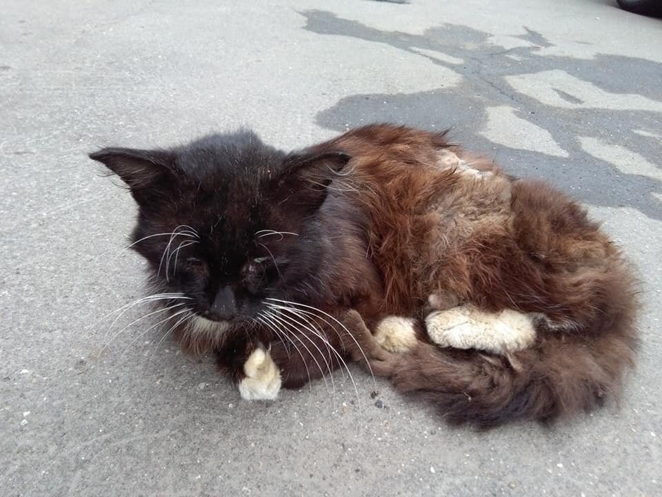 Вот таким мы увидели этого кота в августе 2018, когда пошли за хлебушком... 