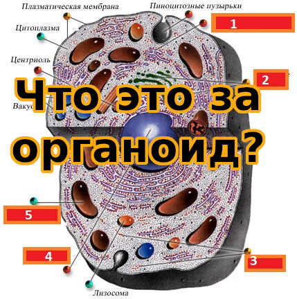 Тест строение клетки