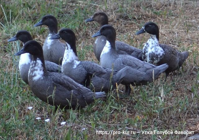 Особенности внешности