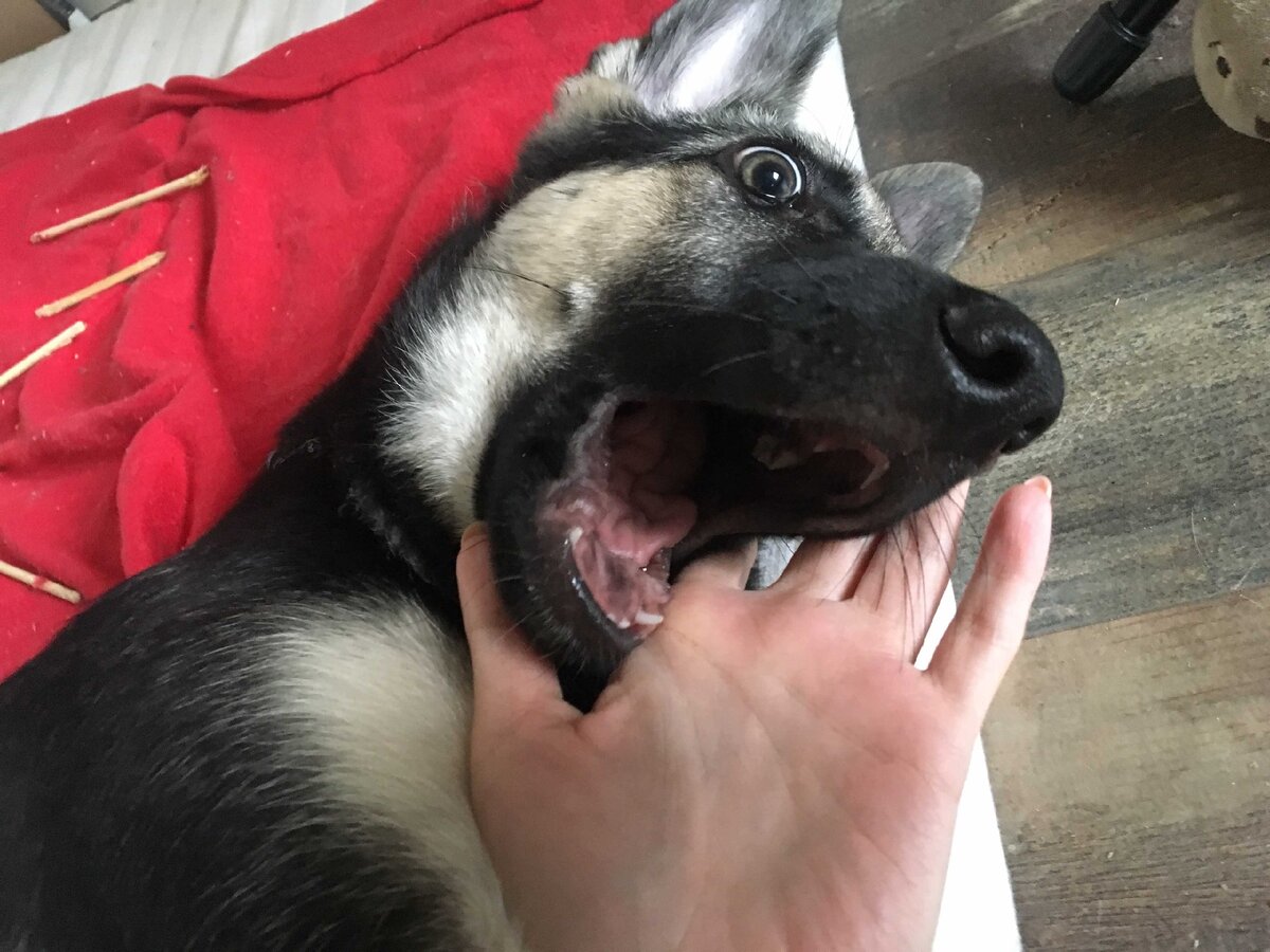 Кого на передержку? Меня?!