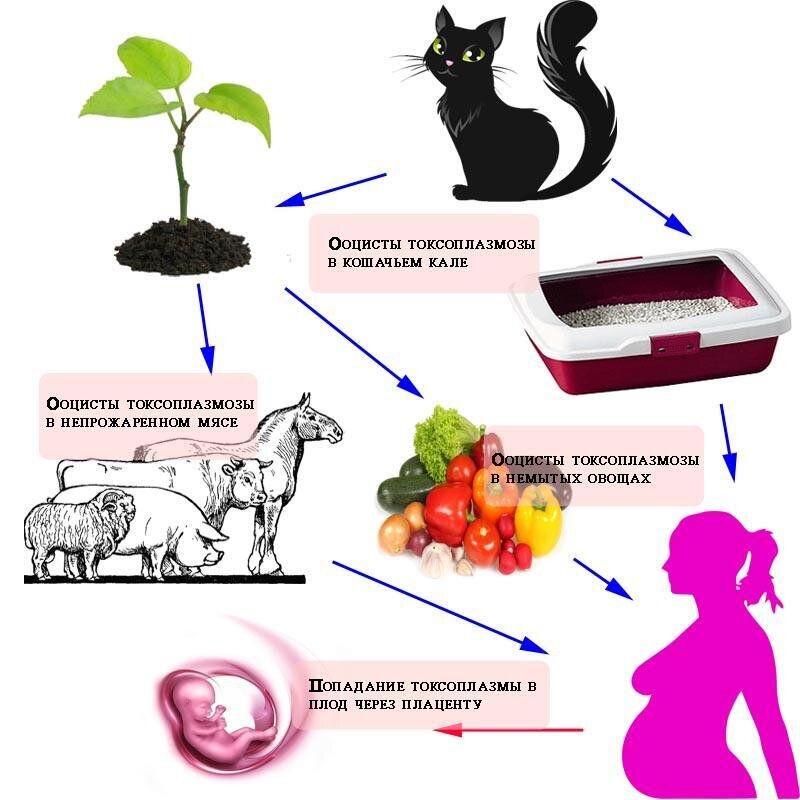 Токсоплазмоз и домашние животные - сеть ветеринарных лабораторий 