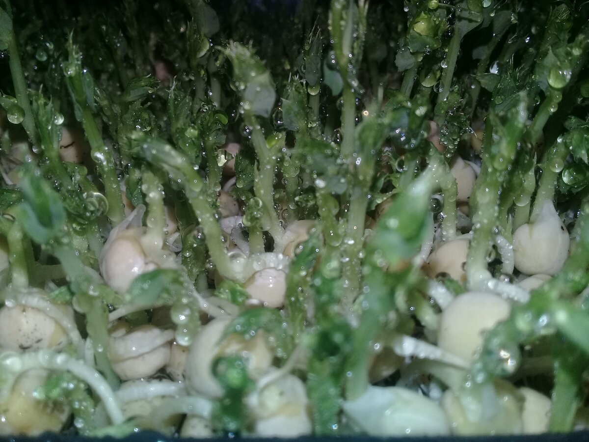 Капельки дождя на росточках горошка.