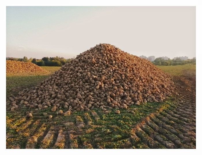 Куча свеклы, которую будет перегружать в грузовик Euro Maust