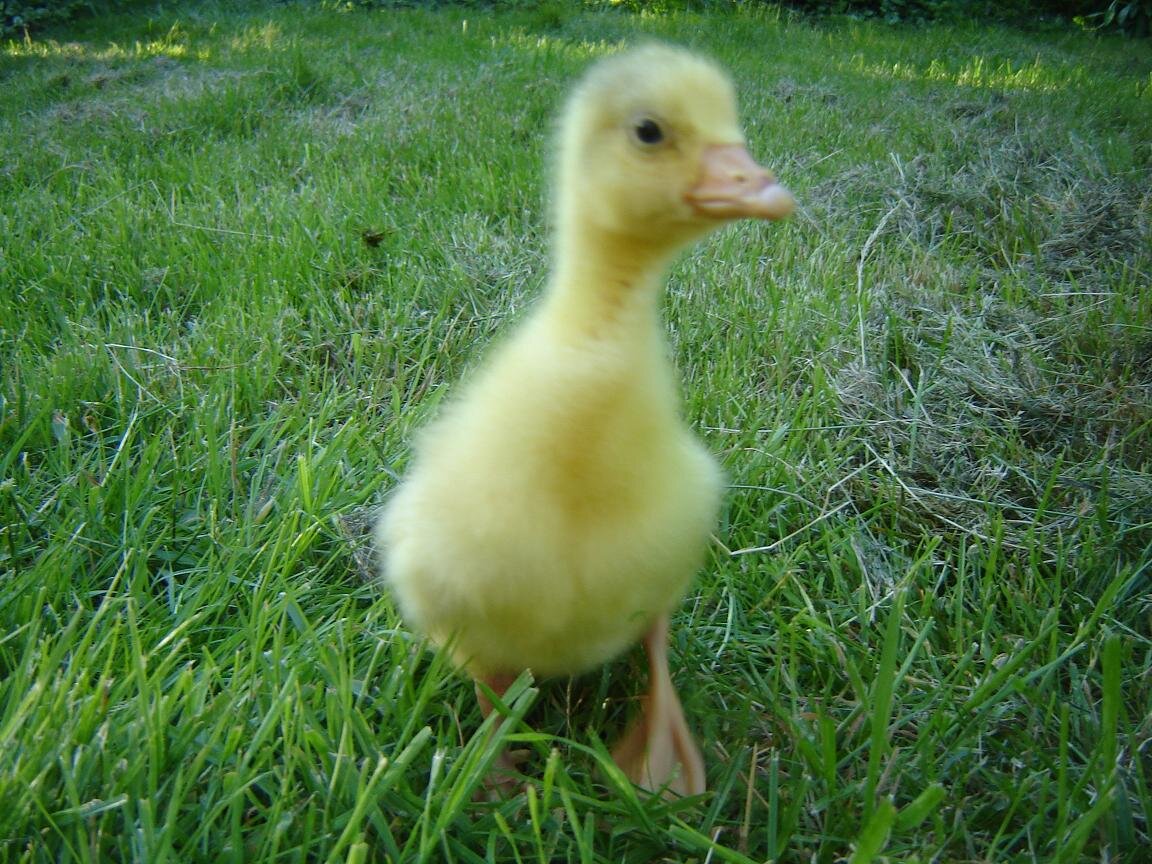 Трёхдневный гусёнок