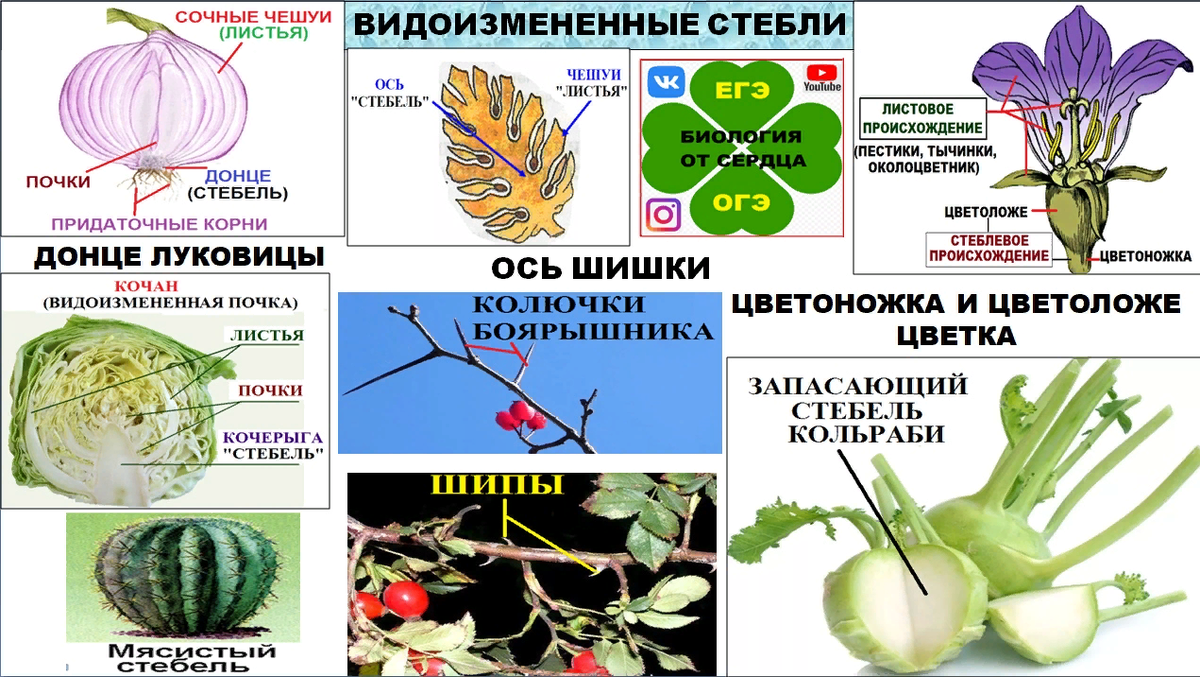 Видоизменения побегов. Видоизмененные побеги растений. Видоизменения вегетативных органов. Метаморфозы вегетативных органов.