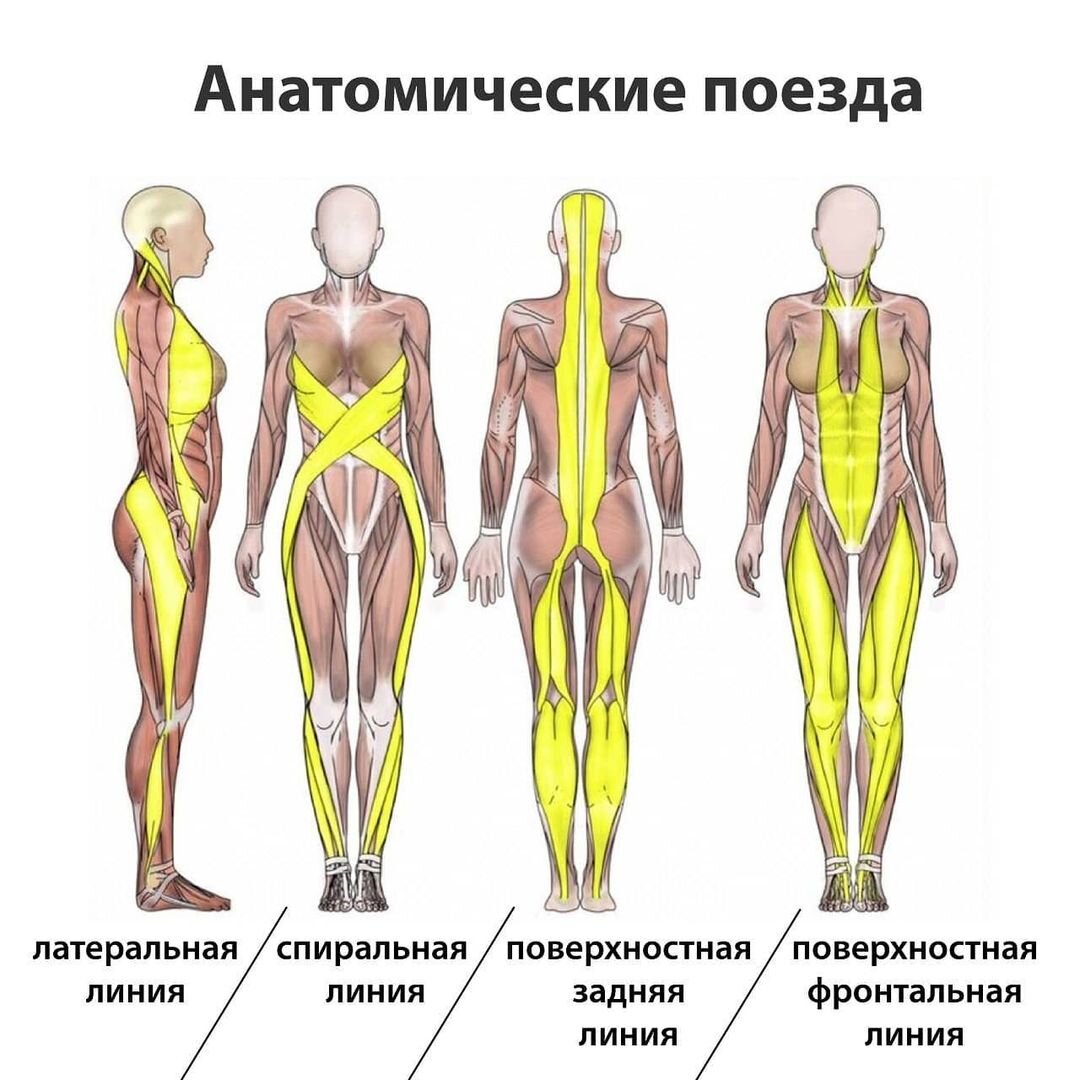 Томас майерс анатомические поезда картинки