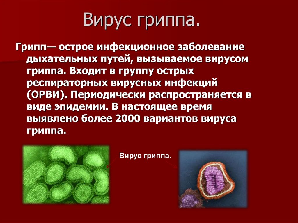 Заболевание человека вызванное бактериями и вирусами. Вирус гриппа краткое сообщение по биологии. Вирусы доклад. Сообщение о вирусах. Вирус гриппа доклад.