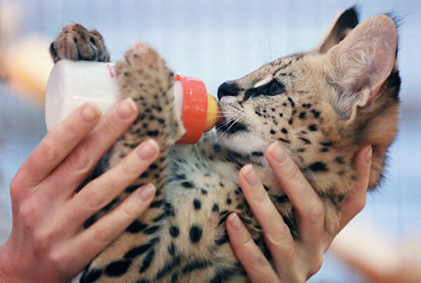 Кошки породы Саванна