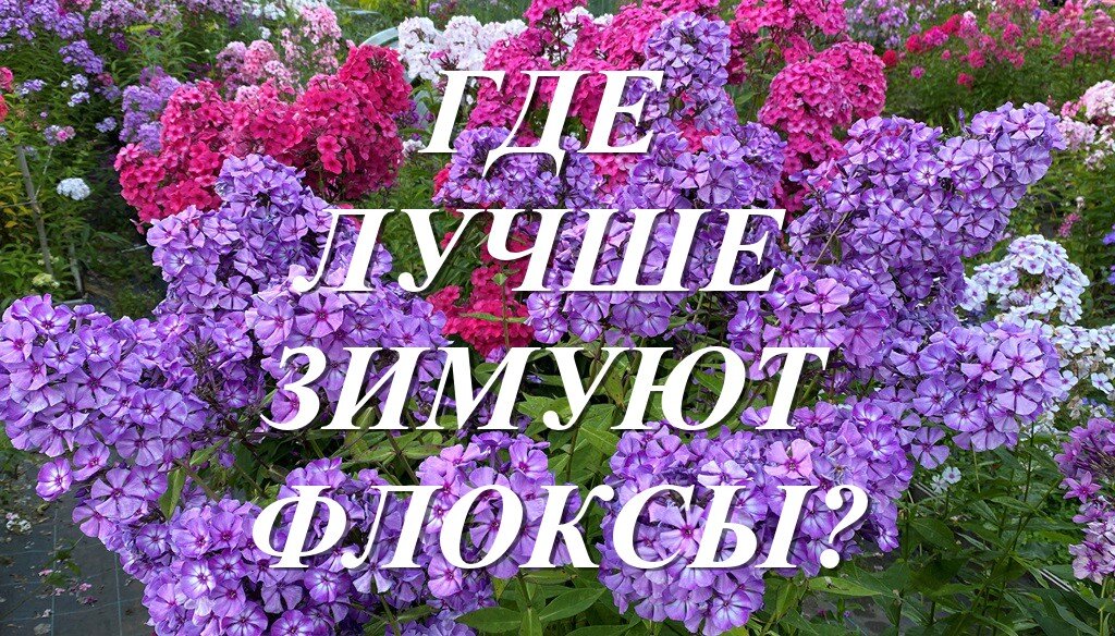 Сад флоксов анны калугиной интернет. Флоксы Калугиной. Сад флоксов Анны Калугиной. Флоксы в саду.