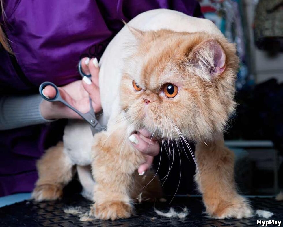 Фото взято из свободного доступа в интернете