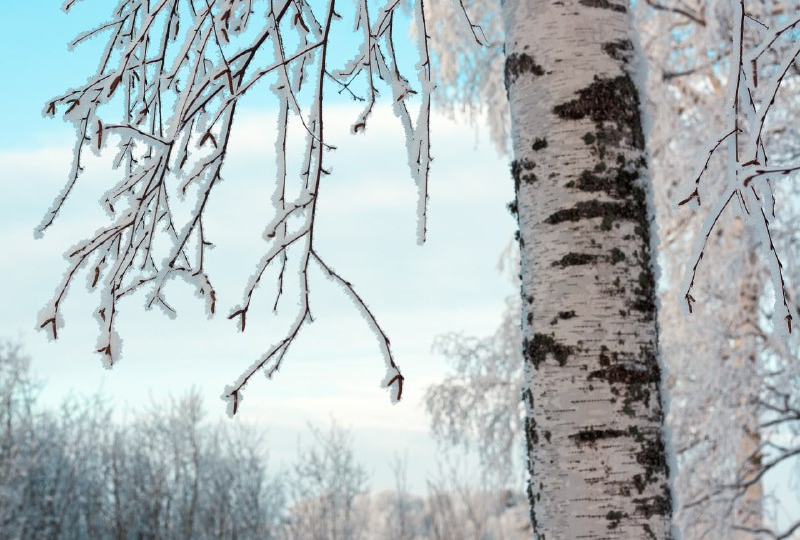 Горячая пора на работе наступает именно зимой