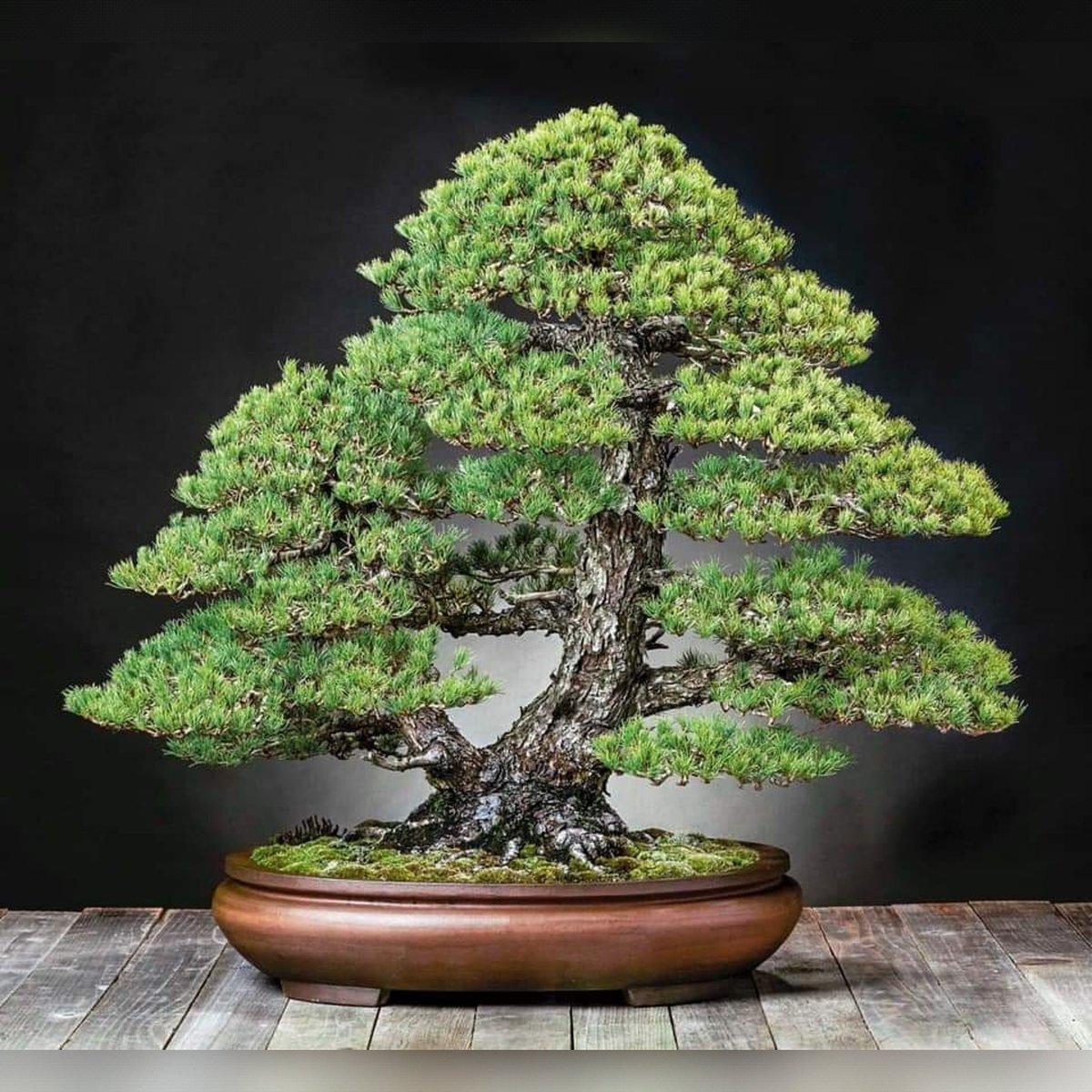 Фото бонсай из сосны. Источник - Яндекс картинки.