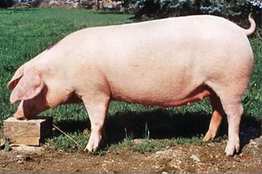 Ландрас чистопородный 