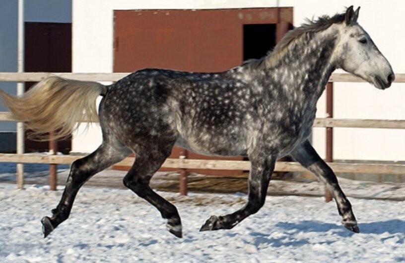Орловский скакун 5. Лошадь породы орловский рысак. Орловский скакун 5. Орловская лошадь. Орловский скакун 5.