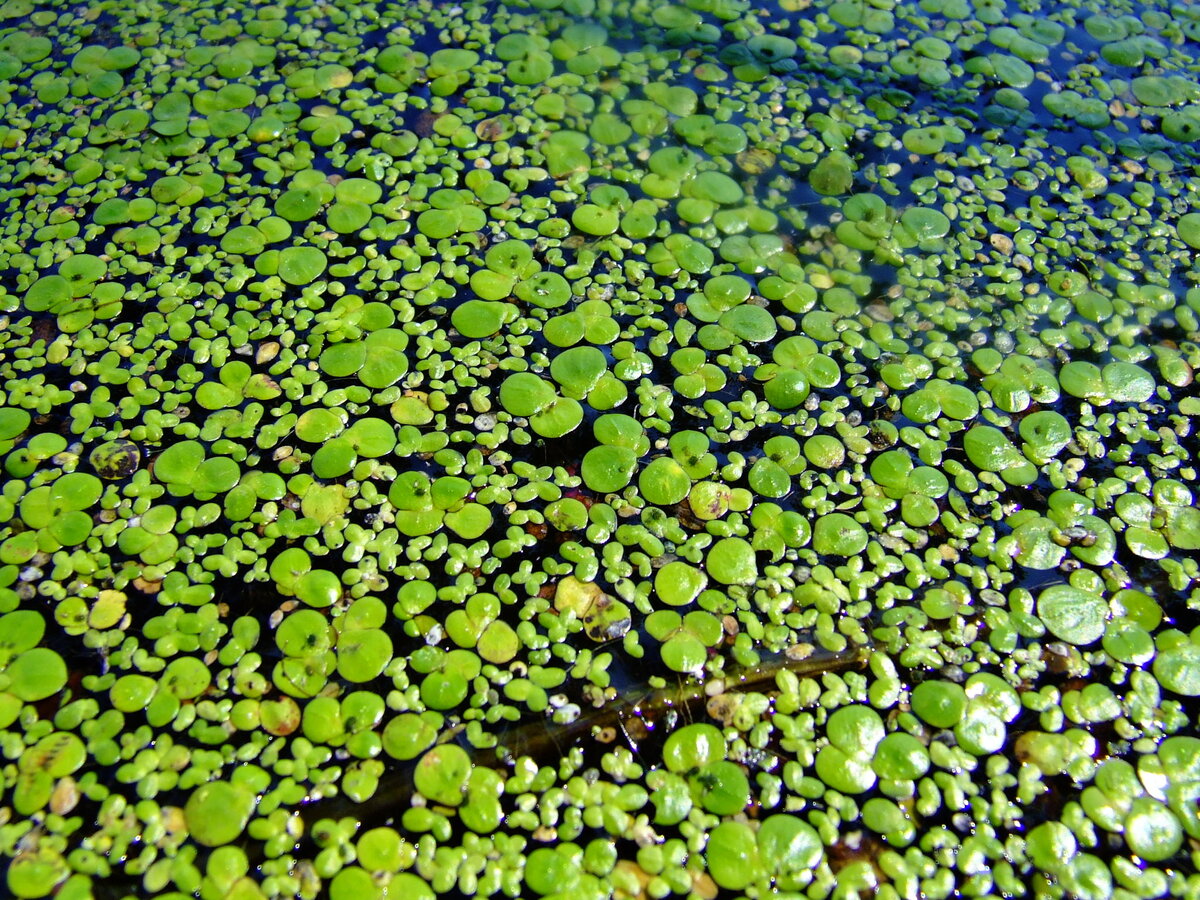 Фото ряски на водоемах