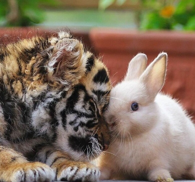 фото из открытых источников