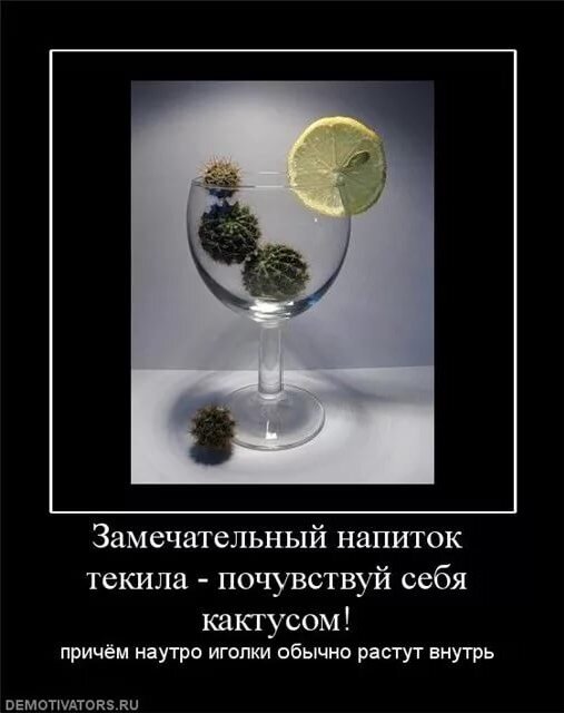 Смешные картинки про текилу