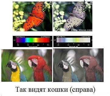 фото из интернета