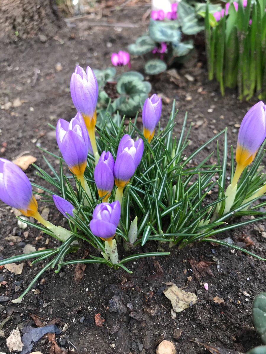 Крокусы в саду