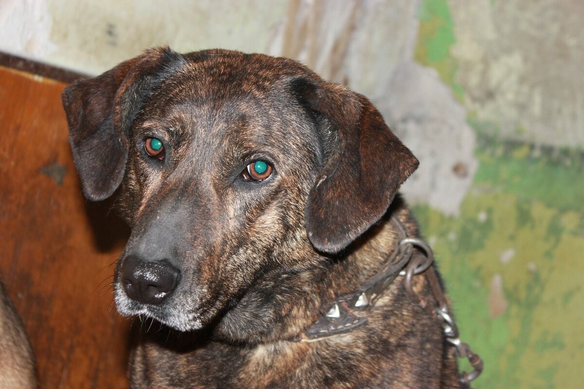 Все фото Тиграши в галерее -волонтёров Воркутинского Общества защиты бездомных животных.