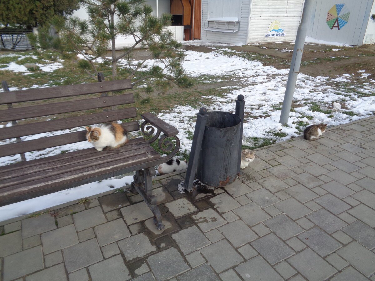 Две дочки, сын и мама-кошка (за урной)