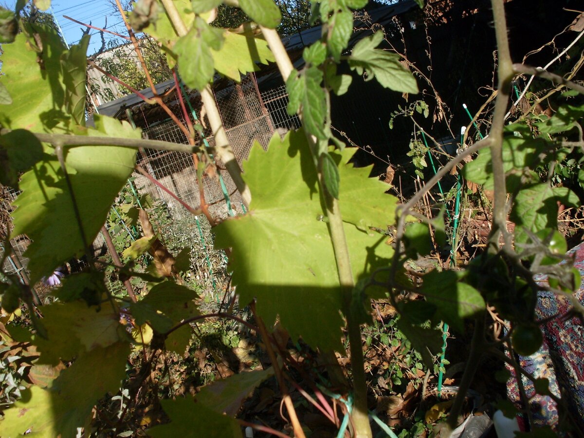 Просто помидоры вьются по винограду, а виноград по ореху. Виноград, кстати, мы собираем с яблони. А помидоры сорта черри с вишни. Фото автора