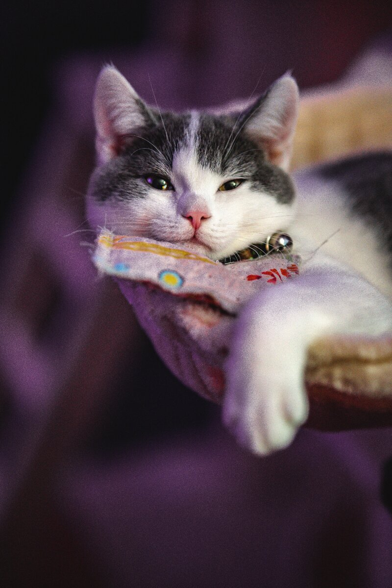 Кот (изображение: pexels.com)