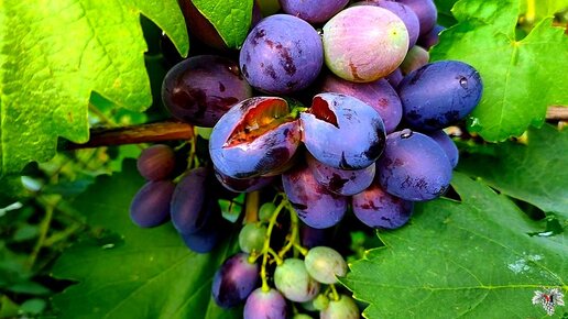 Как предотвратить растрескивание ягод винограда