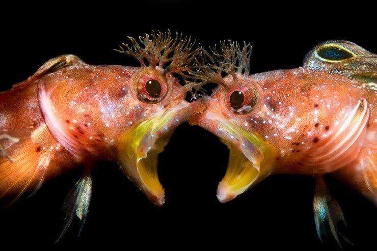 Источник: JingGong Zhang, underwaterphotographeroftheyear.com