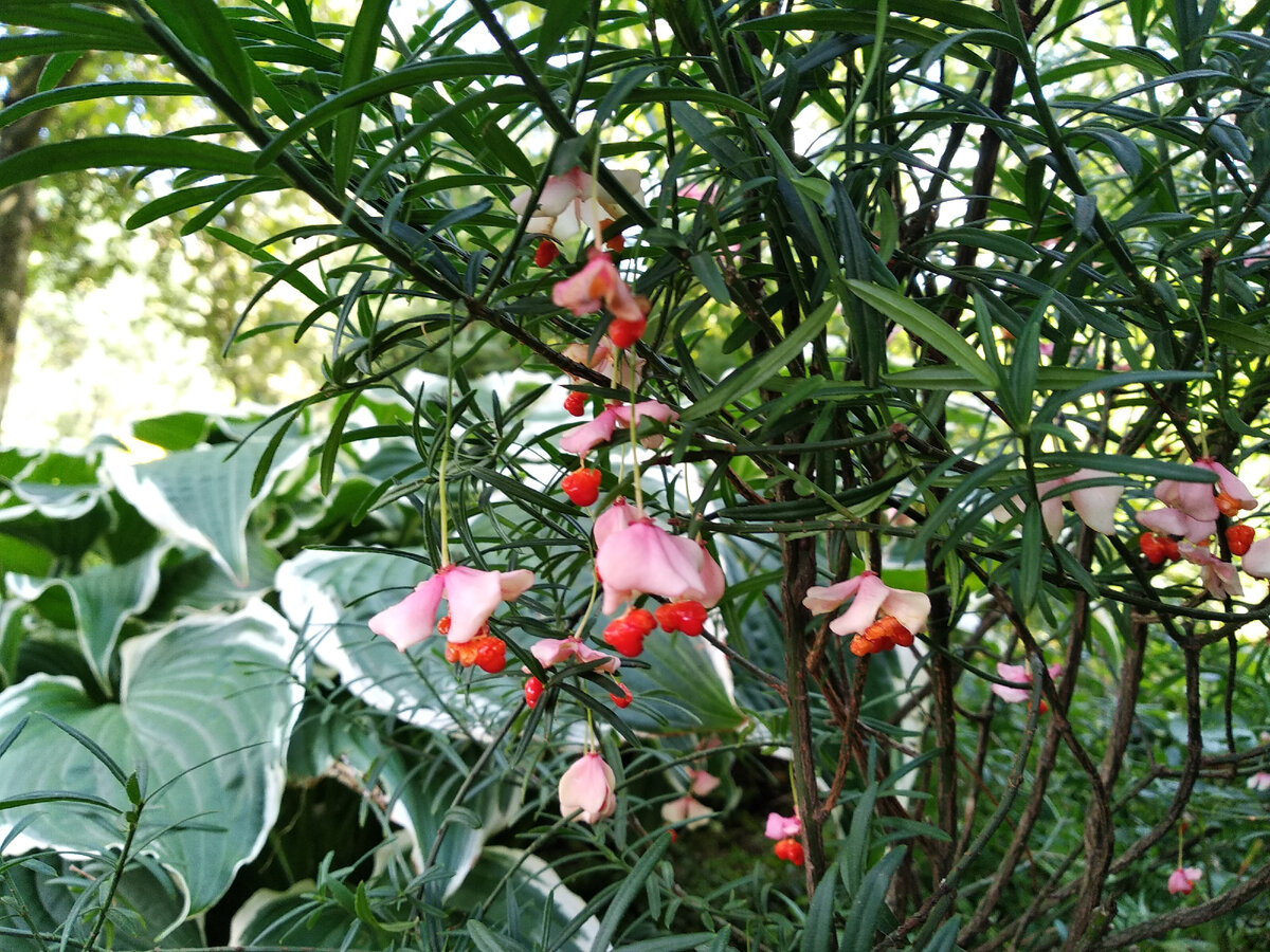 Бересклет Коопманна (Еuonymus koopmanni)