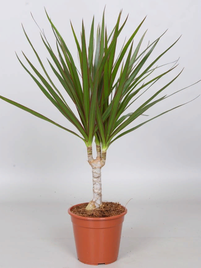 Фото с просторов интернета.