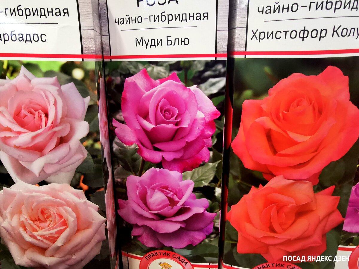 А названия! «Восточный экспресс», «Чёрная магия», «Принцесса Монако», «Муди блю»… Кто такое название розе придумал??? Так и представляю себе светский раут: «Ах, какая прекрасная роза! Как называется?» …