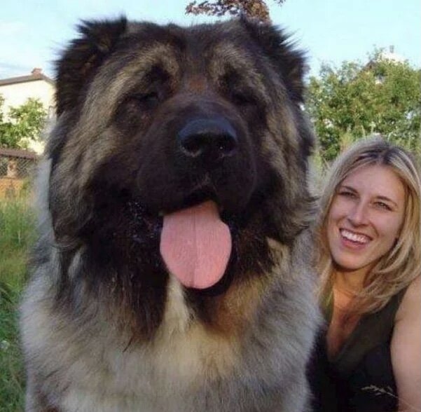 Кавказская овчарка