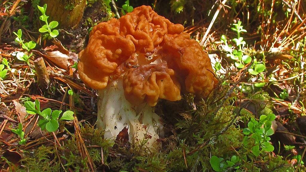 Строчок. Просто строчок (фото Игоря Крома)