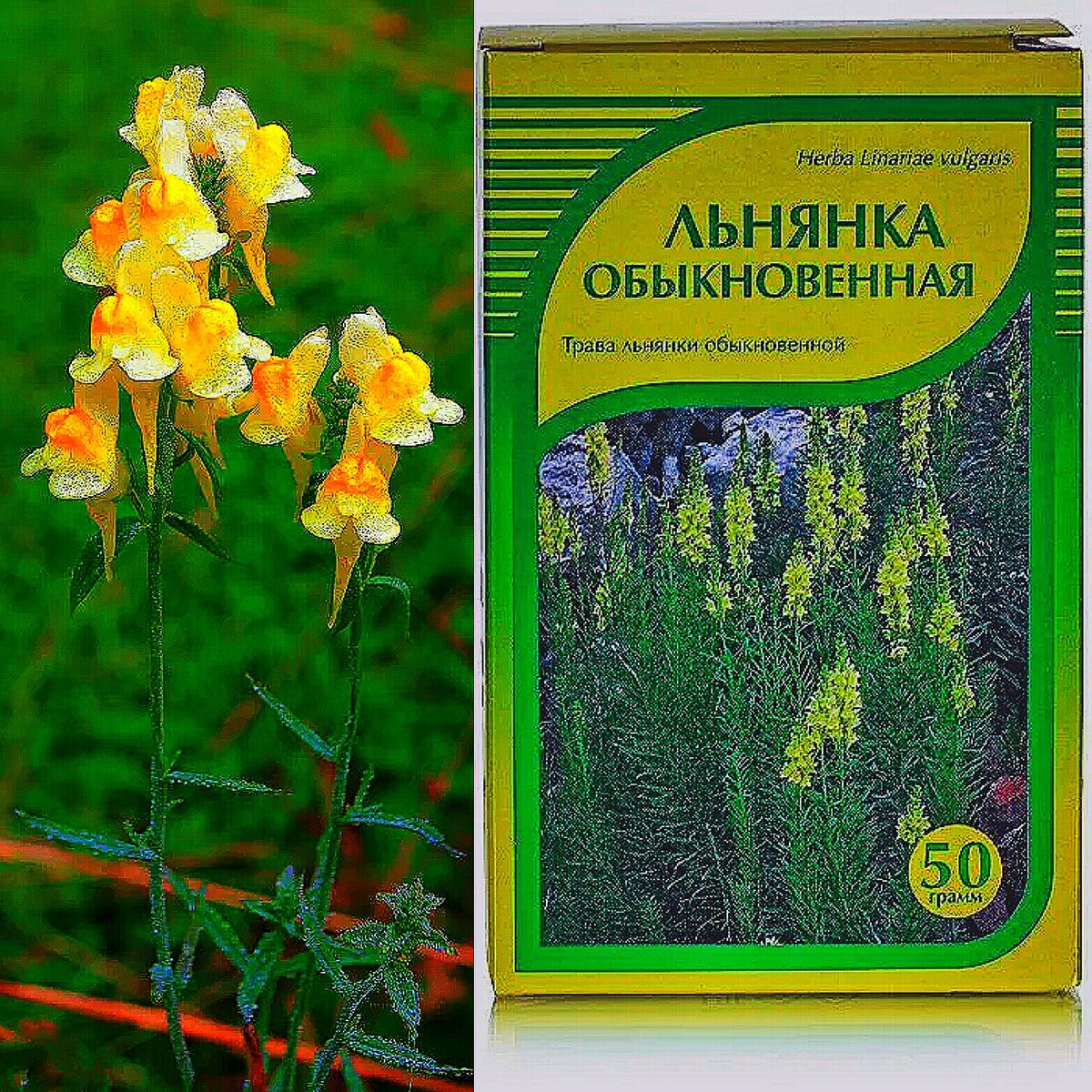 Льнянка