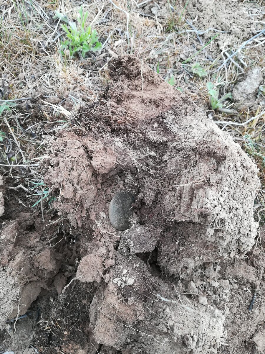 В нашем полку прибывает