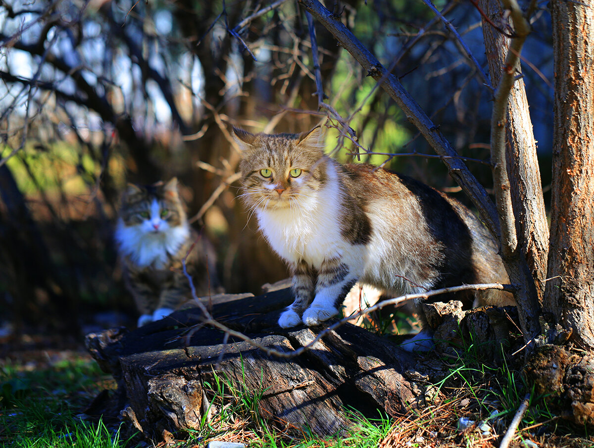 Коты - самые свободные животные в мире | LOVECAT and travel | Дзен