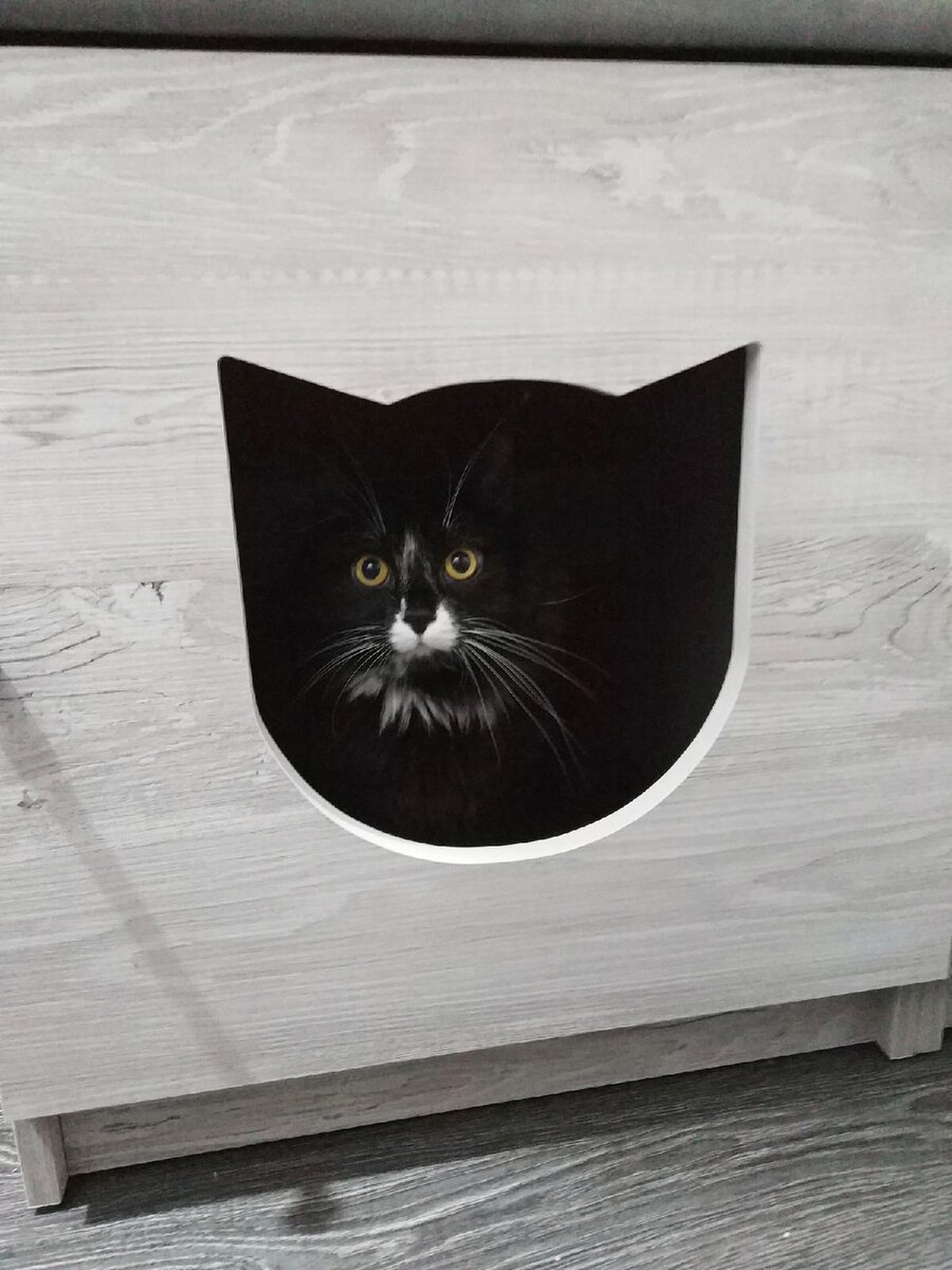 Шкаф для кота..? | тыквинлес | Дзен