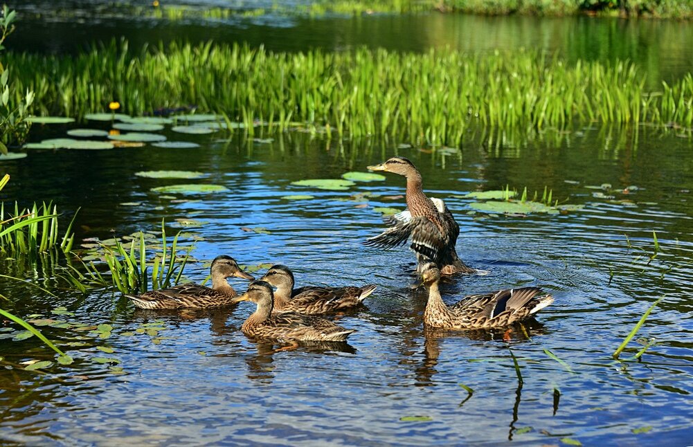 Что из неживой природы есть на картинке деревья утки дома водоем