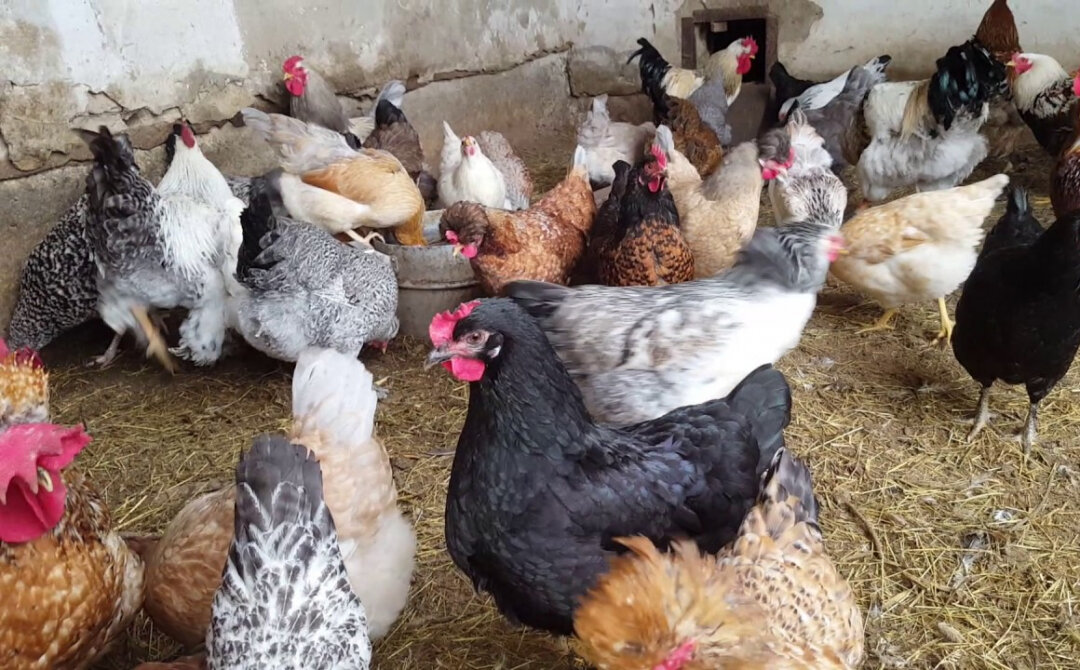 фото из открытых источников