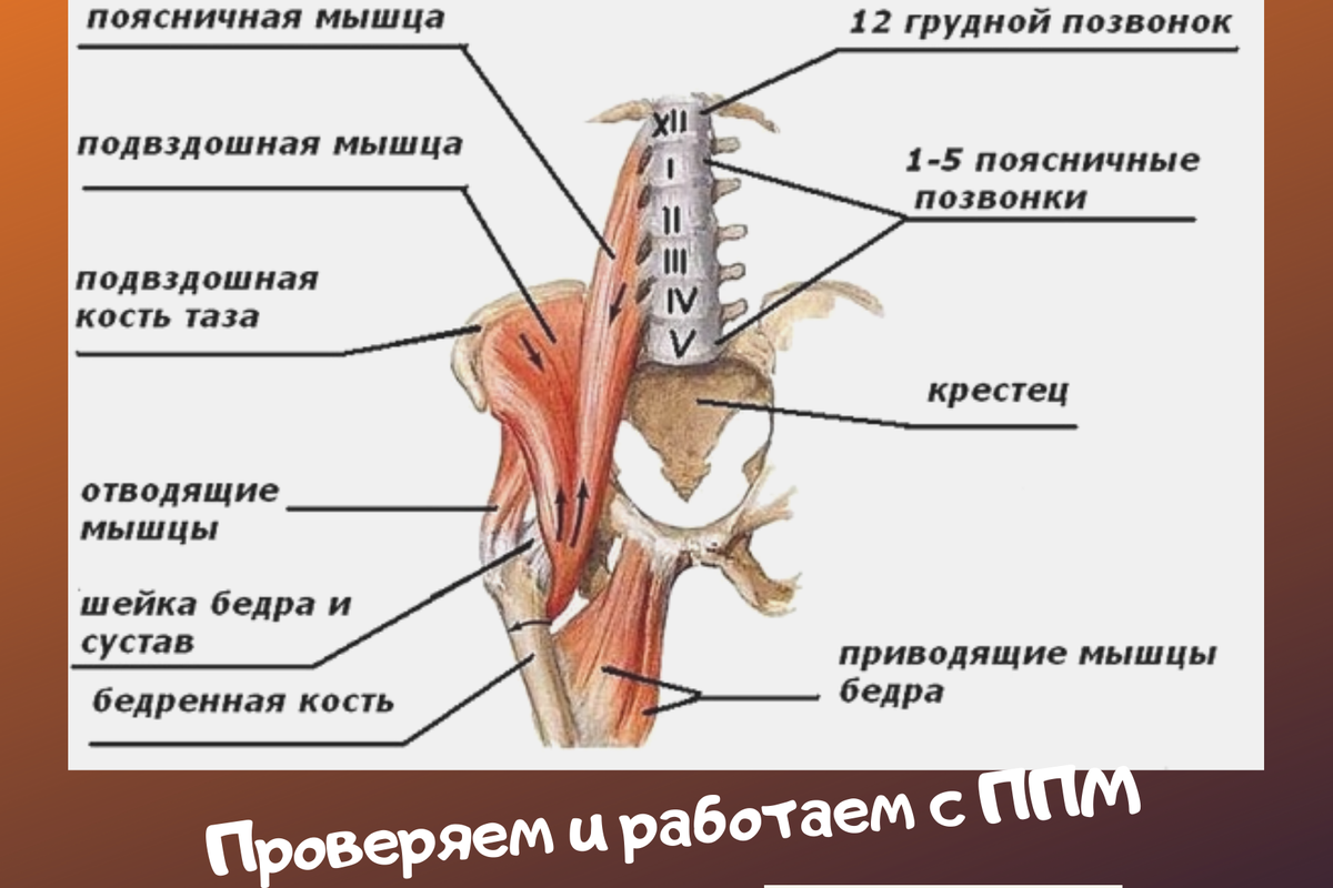 Особые мышцы, «эстетика живота» и две точки, говорящие обо всём | здрава с  Александром Крыгиным | Дзен