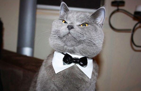 Многие котолюбы обзаводятся британской котейкой по причине того, что она выглядит очень красиво, элегантно и просто сногсшибательно.