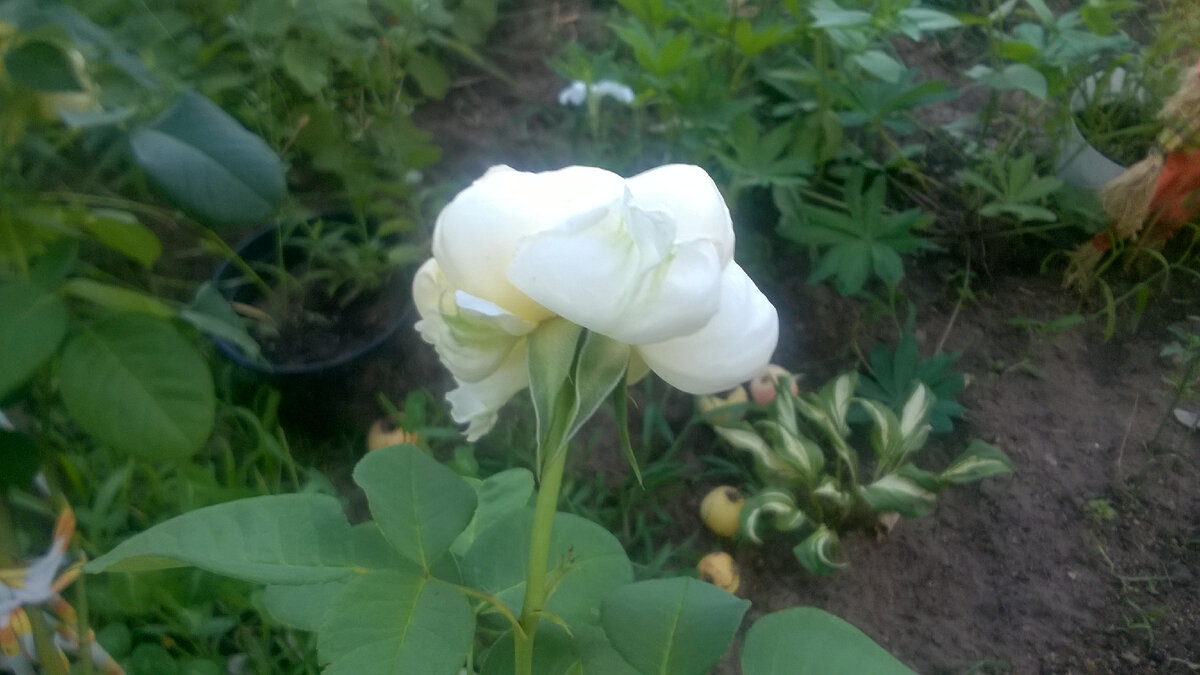 Фото автора.