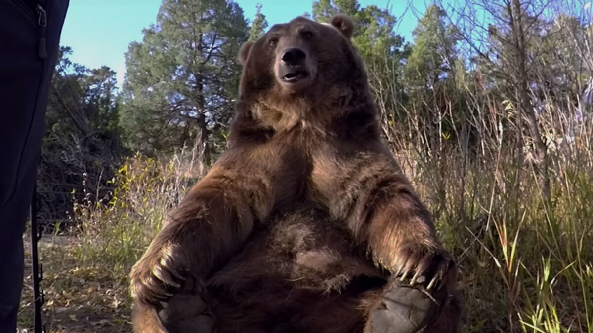 Какой медведь сильнее. Гигантский медведь Гризли. Самый большой медведь Гризли. Гигантский Гризли людоед.