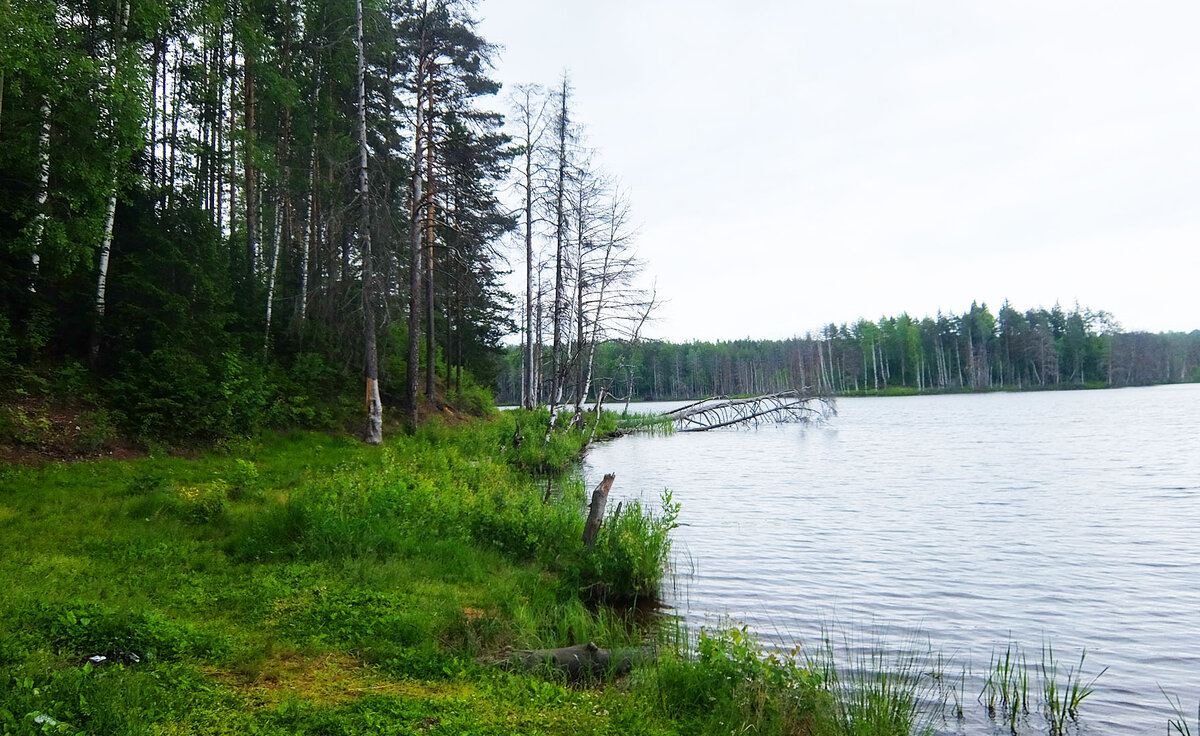 Лесное озеро