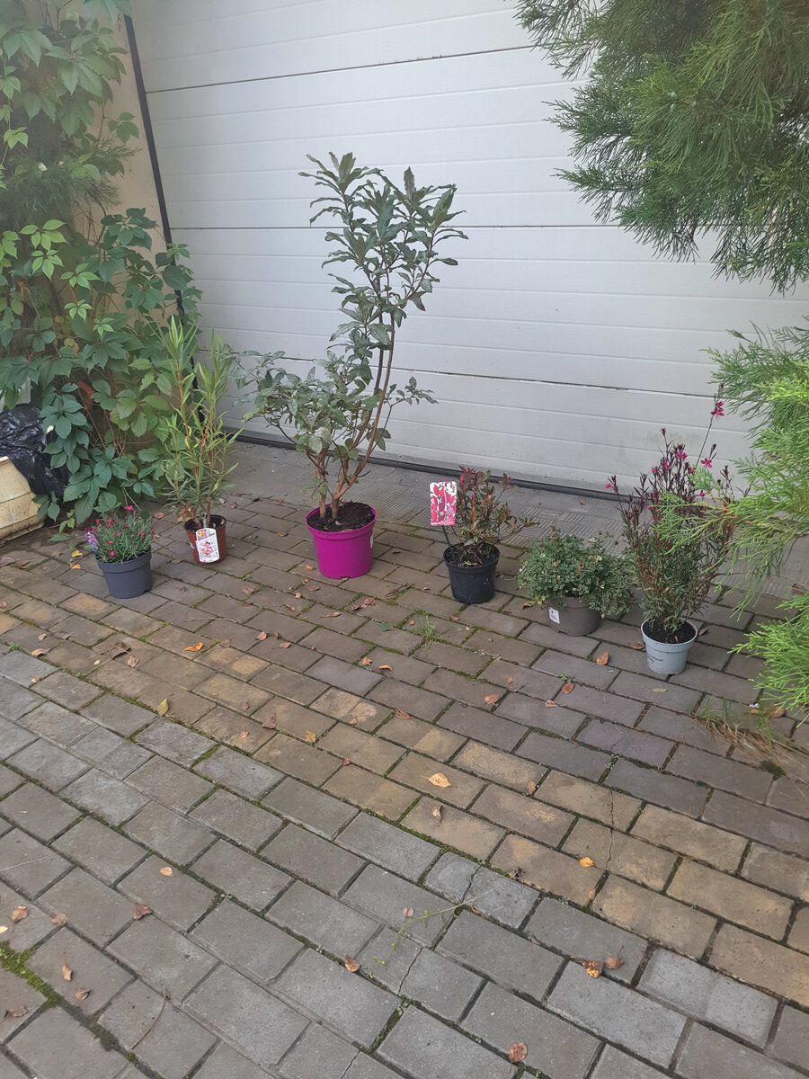 Посередине стоит рододендрон лютеум, который я купила сестре. Он уже не 99р и страдает от мучнистой росы. Первый раз такое вижу. Но я решила попробовать, обработаю, и пусть лежит до весны в прикопе. Все равно листья опадут. Сорт, цвет, как и морозостойкость неизвестны, вот и проверим