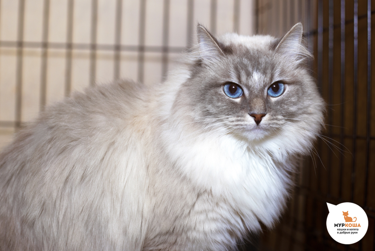 Роскошная Лисуня, небывалой красоты кошка, однажды выпала из окна и сломала позвоночник. Ей повезло: она полностью восстановилась и теперь ждет новых, ответственных не на словах, а на деле людей с сетками-антикошка на окнах. Потому что у кошек не 9 жизней, а одна и очень хрупкая. 